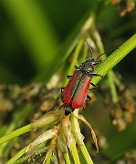 Unknown Skalbaggar1 (3)