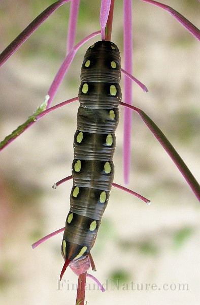 Deilephila elpenor  (Större snabelsvärmare)(4).JPG