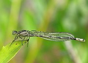 Dragonflies (Trollslandor)