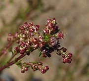 Artemisia campestris subsp. campestris