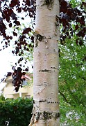 Betula pubescens forma rubra