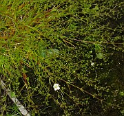 Sagina nodosa subsp. borealis