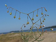 Spergula arvensis subsp. arvensis