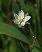 Spergula arvensis subsp. sativa