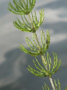 Ceratophyllum demersum