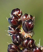 Luzula multiflora subsp. frigida