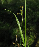 Luzula multiflora subsp. multiflora
