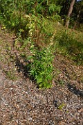 Artemisia vulgaris subsp. coarctata
