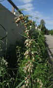 Artemisia vulgaris subsp. vulgaris