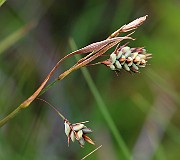 Carex magellanica subsp. irrigua