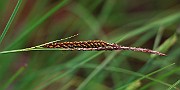 Carex nigra var. juncea