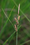 Carex nigra var. nigra