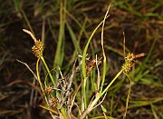 Carex viridula var. pulchella
