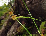 Carex viridula var. viridula