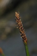 Eleocharis palustris subsp. vulgaris