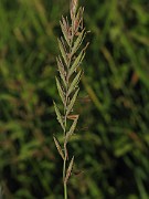 Elytrigia repens subsp. repens
