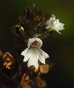 Euphrasia rostkoviana subsp. fennica
