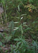 Festuca rubra subsp. arenaria