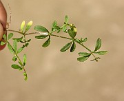 Galium palustre subsp. palustre