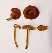 Cortinarius cinnamomeoluteus