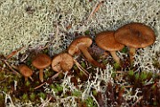 Inocybe sp. 02 (lichen & moss)