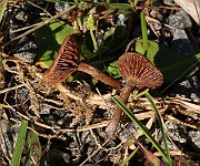 Omphalina rustica