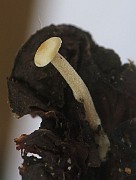 Rickenella pseudogrisella