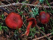 BASIDIOMYCETES (Gill Mushrooms)