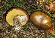 BOLETALES (Pore Mushrooms)