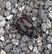 IMG_8073