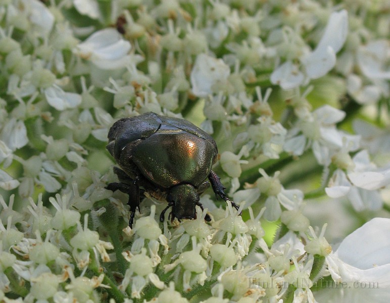 Cetonia aurata (4).jpg -  (Grasgron guldbagge)