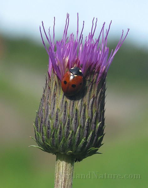 Coccinella septempunctata  (2).jpg - (7-prickig nyckelpiga)