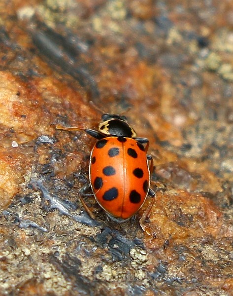 Hippodamia tredecimpunctata (3).JPG