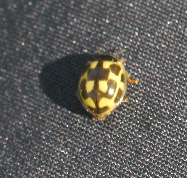 Propylea quatuordecimpunctata  (1).jpg - (14-prickig nyckelpiga)