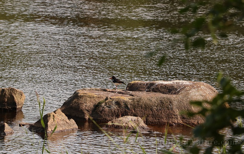 Haematopus ostralegus (Strandskata)_1303.JPG