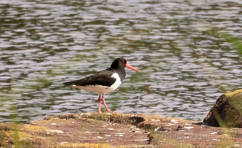Haematopus ostralegus (Strandskata)_1305.JPG