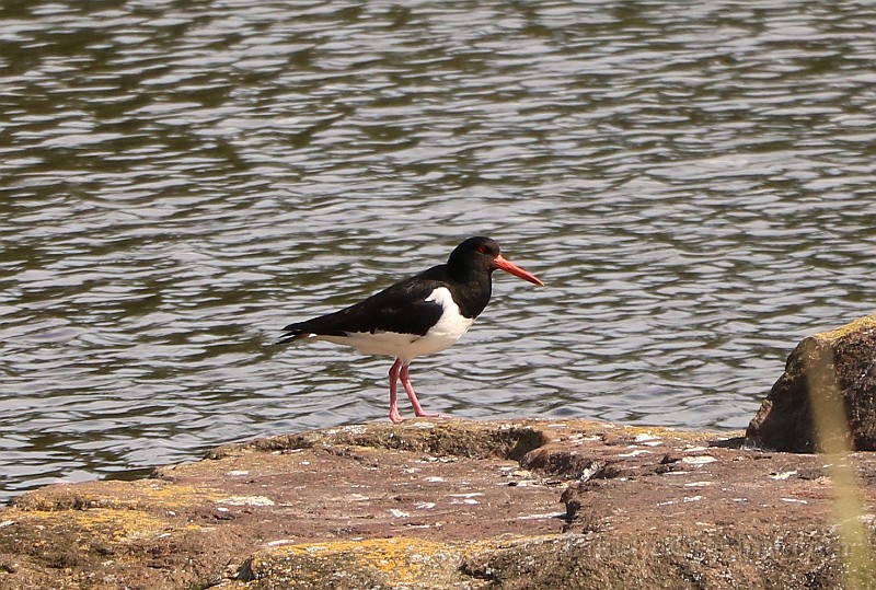 Haematopus ostralegus (Strandskata)_1307.JPG