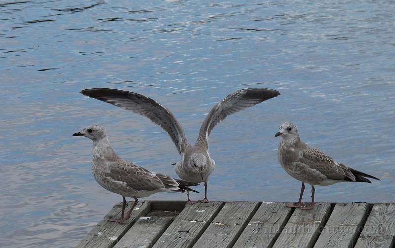 Larus canus (Fiskmos)_8371.JPG