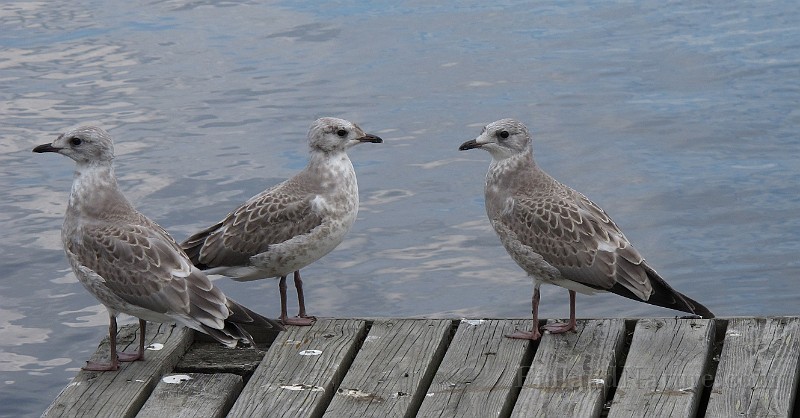 Larus canus (Fiskmos)_8373.JPG