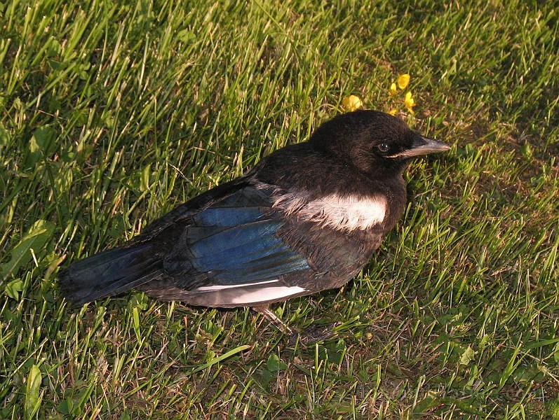 Pica pica (Skata).jpg