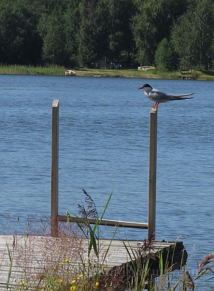 Sterna hirundo (Fisktärna).jpg