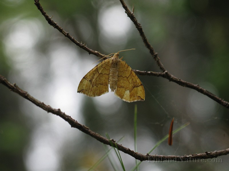 ZU - Specimen05a.JPG