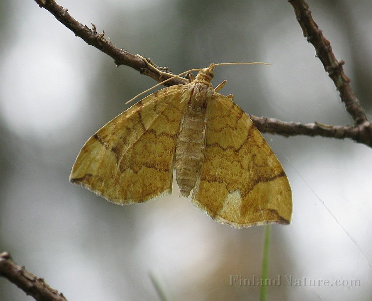 ZU - Specimen05b.JPG