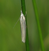 Species 14