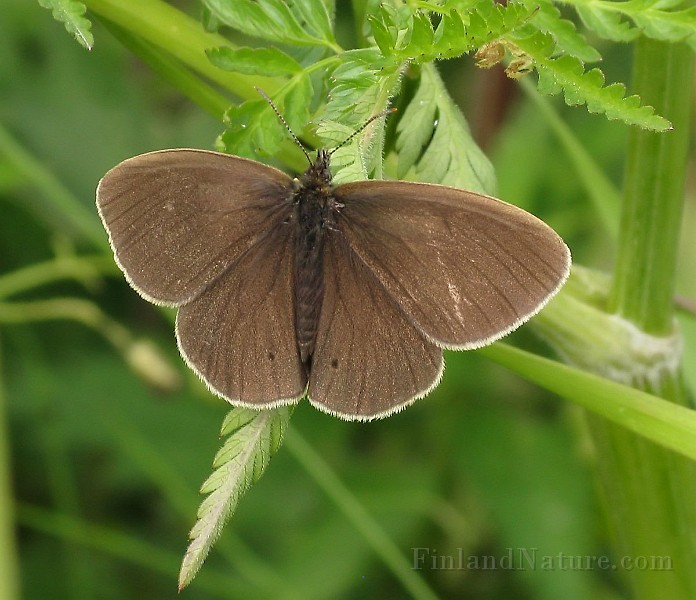Aphantopus hyperantus (Luktgräsfjäril) (1).jpg