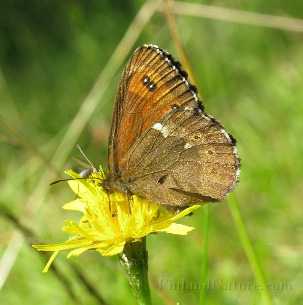 Erebia_ligea (Skogsgräsfjäril) (3).jpg