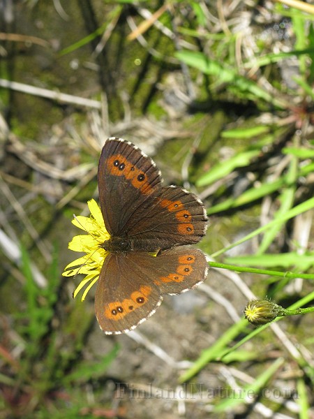 Erebia_ligea (Skogsgräsfjäril) (7).jpg