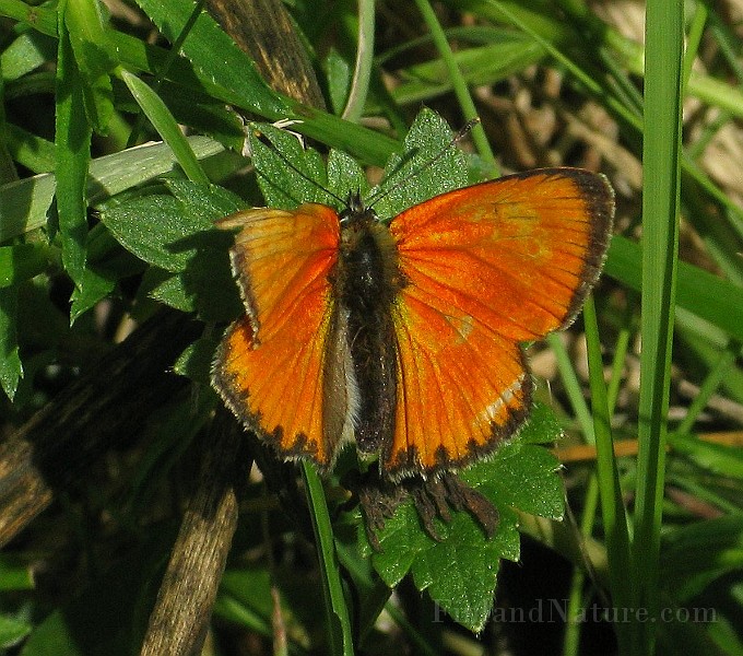 Lycaena hippothoe (Violettkantad guldvinge) (3).JPG