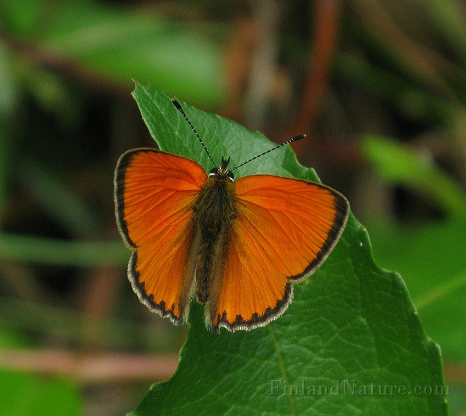 Lycaena hippothoe (Violettkantad guldvinge) (4).JPG
