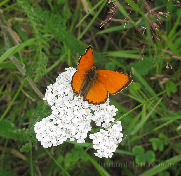 Lycaena hippothoe (Violettkantad guldvinge) (6).JPG